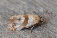 Phalonidia contractana