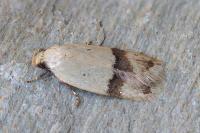 Odites kollarella