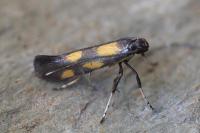 Euspilapteryx auroguttella