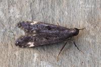 Dichomeris alacella