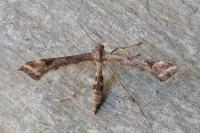 Platyptilia farfarella