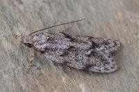 Symmoca signatella