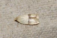 Odites kollarella