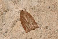 Clepsis consimilana