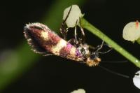 Micropterix