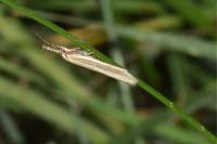 Pleurota