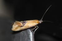 Batia lambdella
