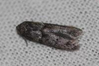 Blastobasis