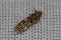 Bryotropha
