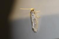 Ateliotum petrinella