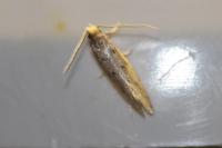 Ateliotum petrinella