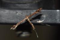 Amblyptilia