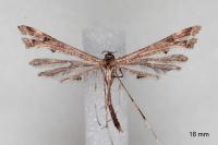 Amblyptilia acanthadactyla