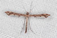 Amblyptilia acanthadactyla