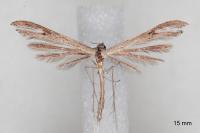 Stenoptilia zophodactyla