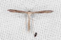 Stenoptilia zophodactyla