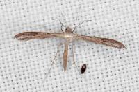 Stenoptilia zophodactyla