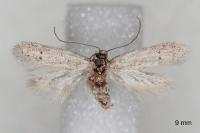 Dysspastus fallax