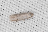 Dysspastus fallax