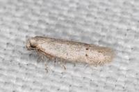 Dysspastus fallax