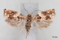 Gypsonoma imparana