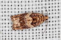 Gypsonoma imparana