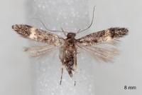 Monochroa sepicolella