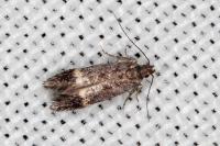 Monochroa sepicolella
