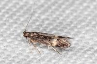 Monochroa sepicolella