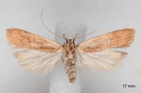 Dichomeris derasella