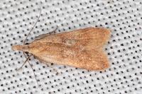 Dichomeris derasella