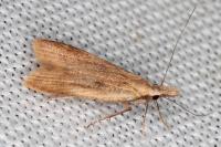 Dichomeris derasella