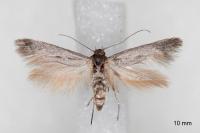 Scythris mus