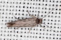 Scythris mus
