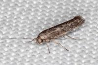 Scythris mus