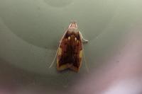 Carcina quercana