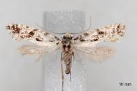 Nemapogon variatellus