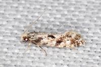 Nemapogon variatellus