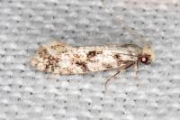 Nemapogon variatellus
