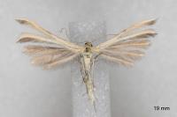 Merrifieldia malacodactyla