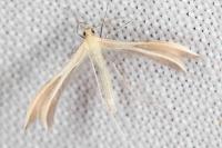 Merrifieldia malacodactyla