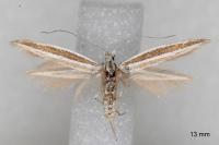Coleophora bilineella