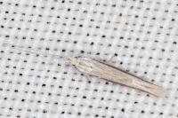 Coleophora bilineella