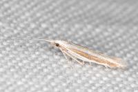 Coleophora bilineella