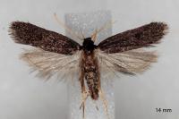 Eurodachtha siculella