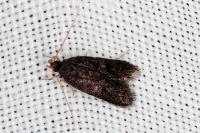 Eurodachtha siculella