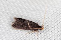Eurodachtha siculella
