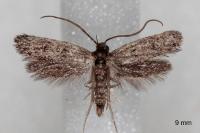 Aprominta cryptogamarum