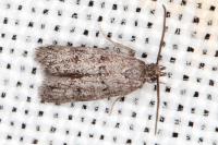 Aprominta cryptogamarum