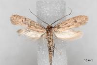 Tinea murariella